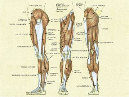 Bacak Anatomi