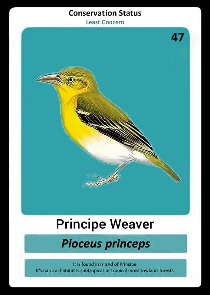 Principe Weaver