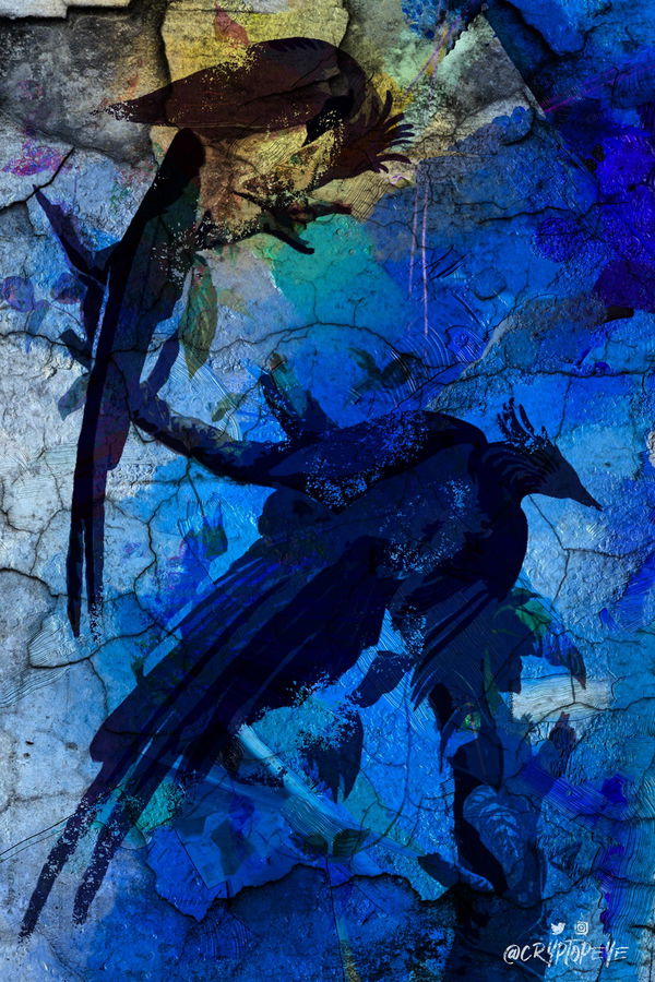 An image of Blue Birds