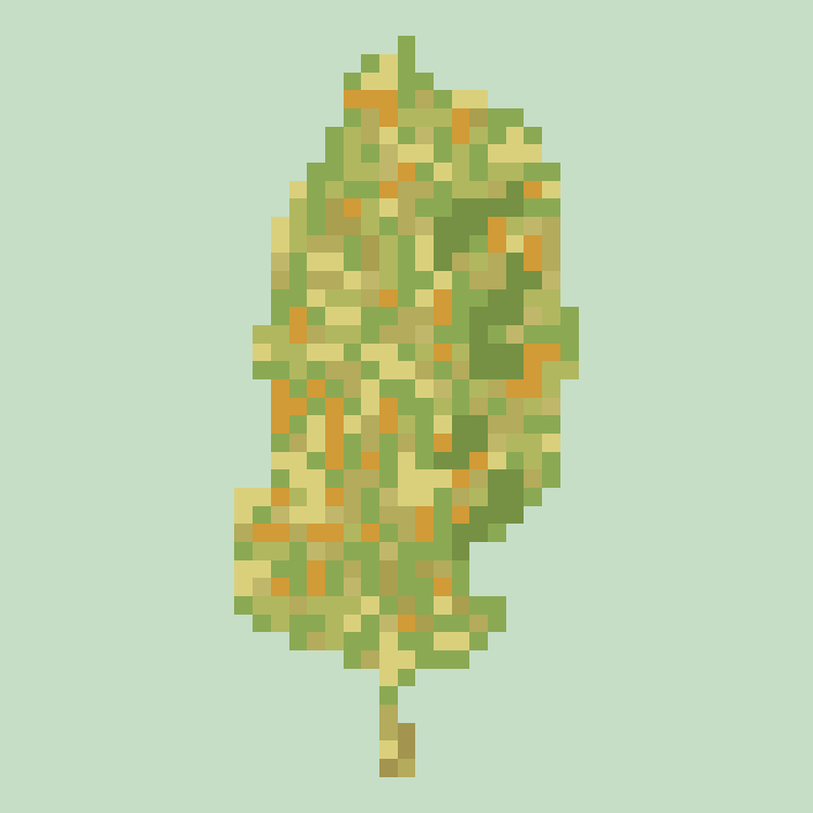 Jack Herer NFT on Algorand