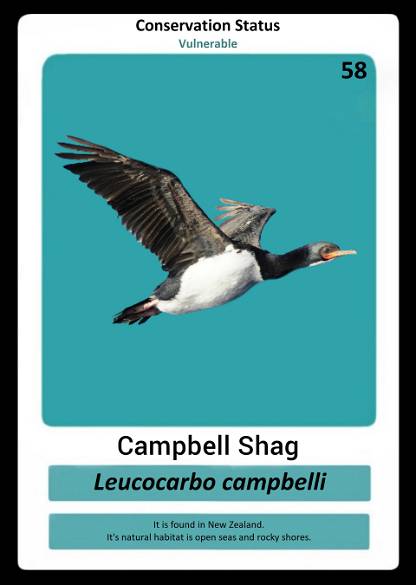 Campbell Shag
