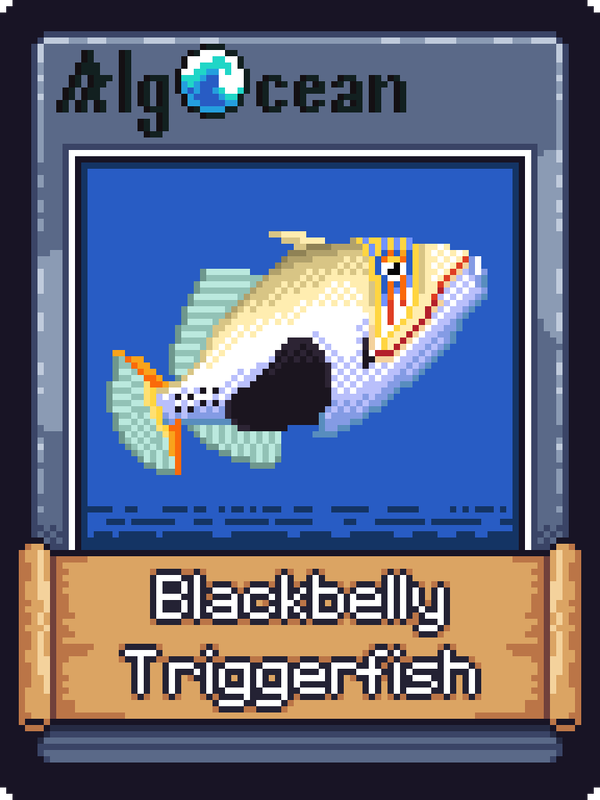 An image of Blackbelly Triggerfish