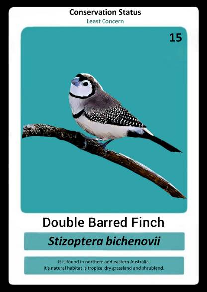 Double Barred Finch