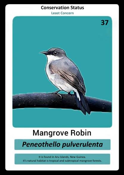 Mangrove Robin