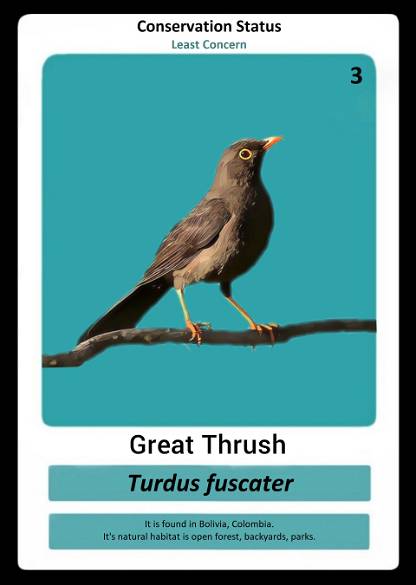 Great Thrush