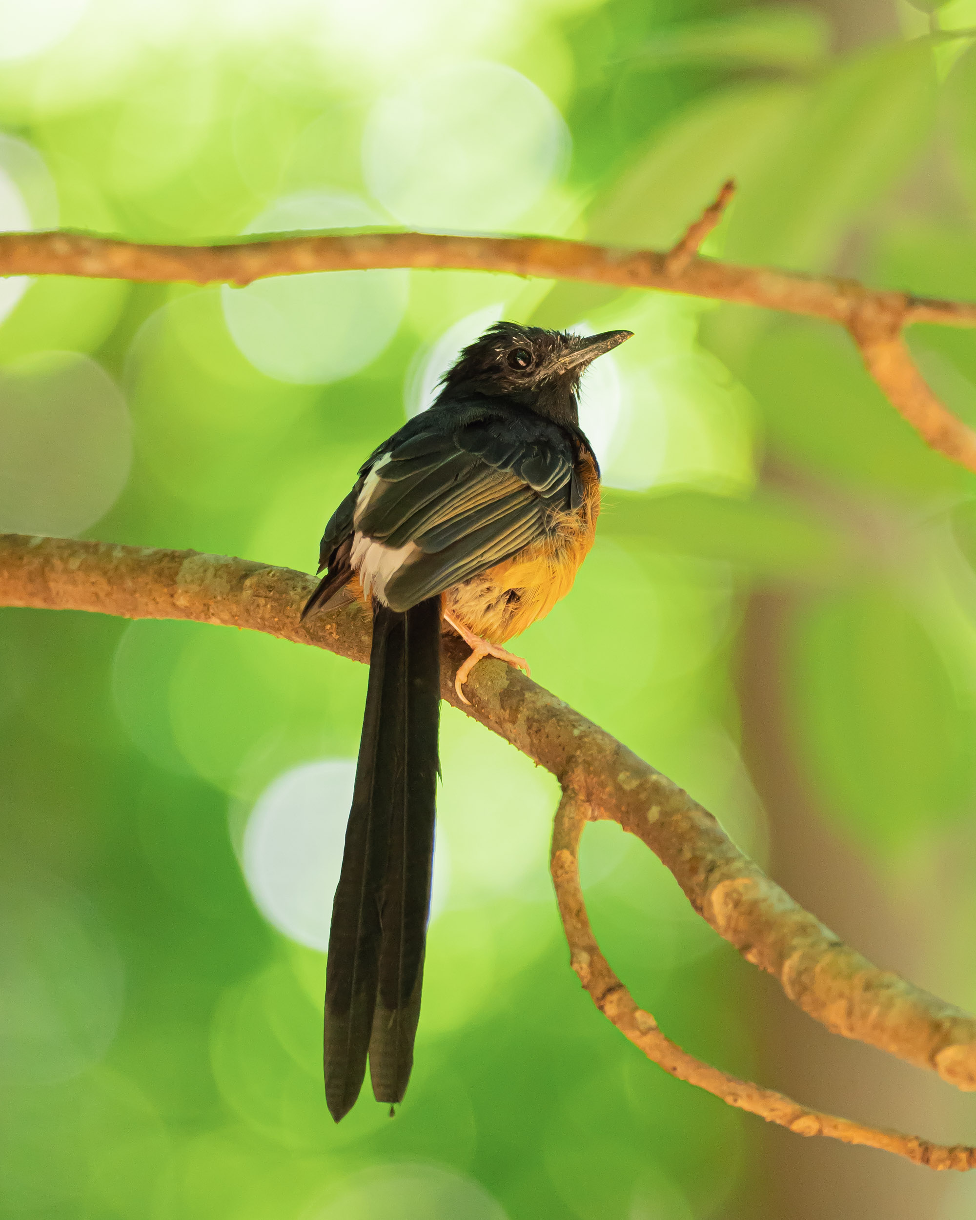 BIRDS: White-rumped Shama #1 NFT on Algorand