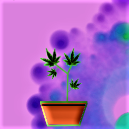 Ganja Plant 7
