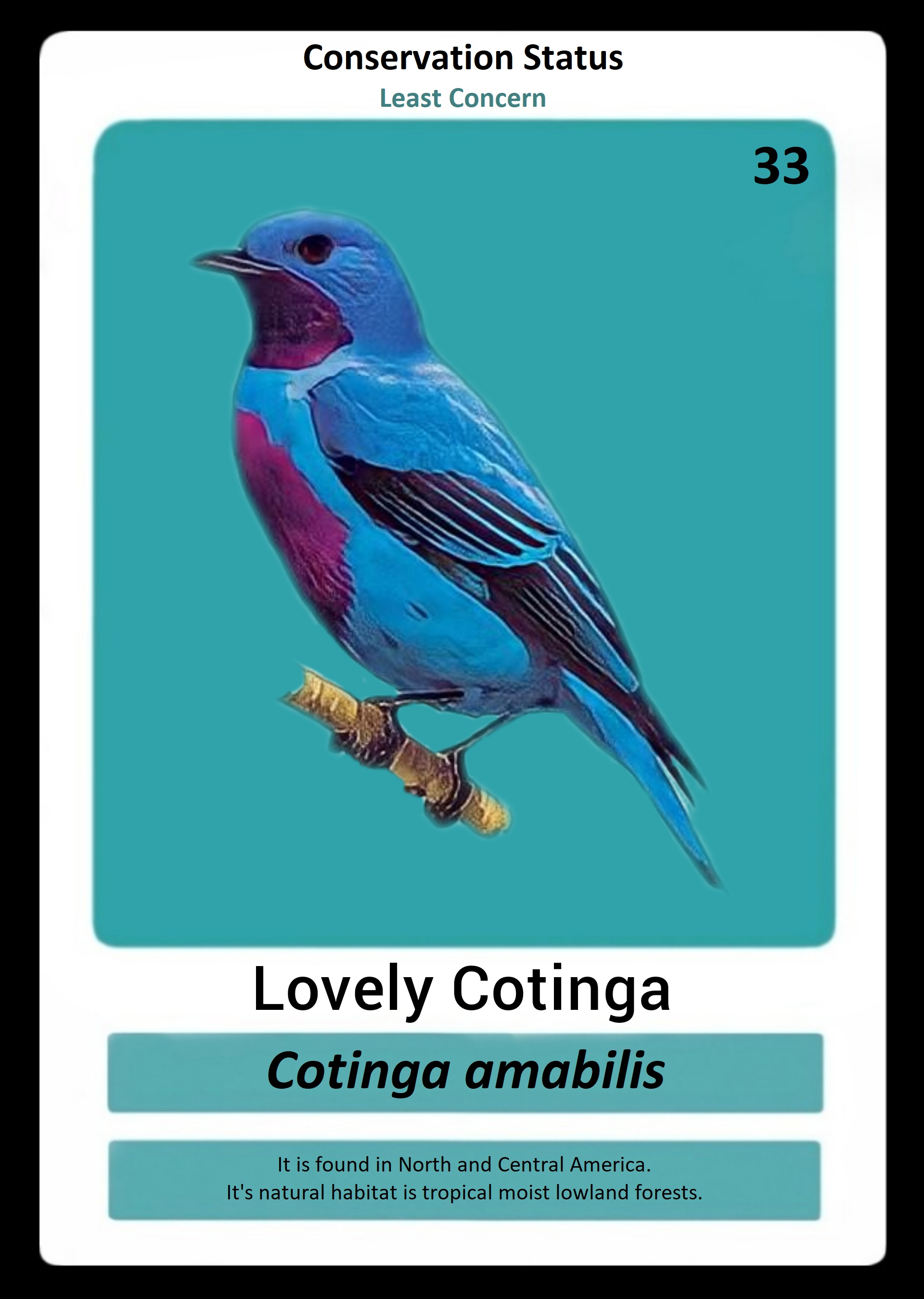Lovely Cotinga NFT on Algorand