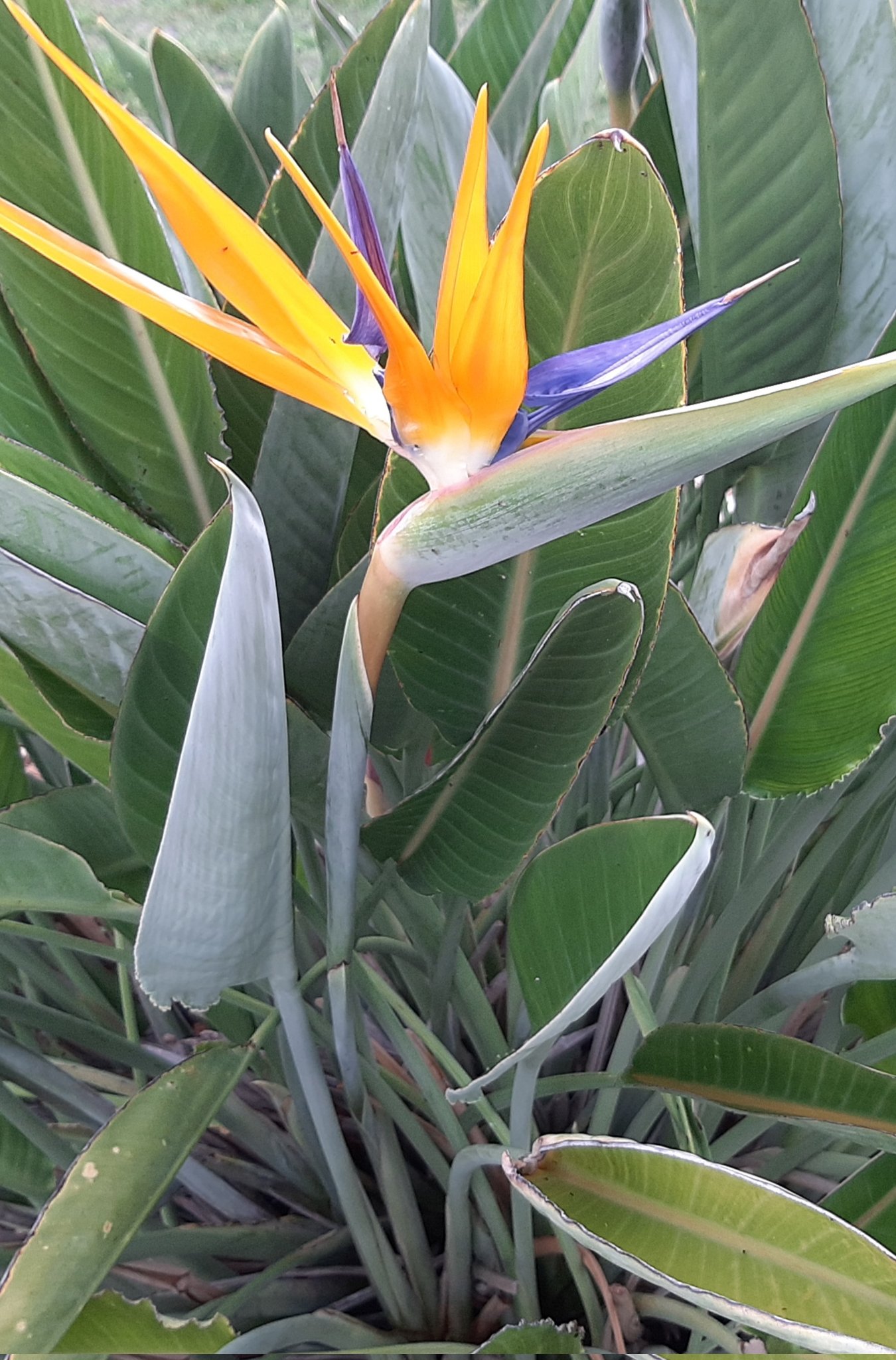 Bird of paradise NFT on Algorand