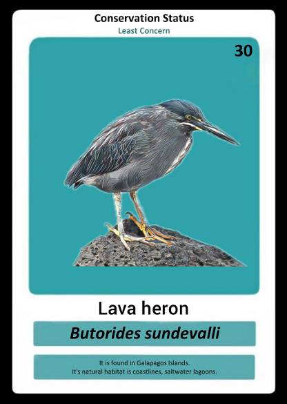 Lava Heron