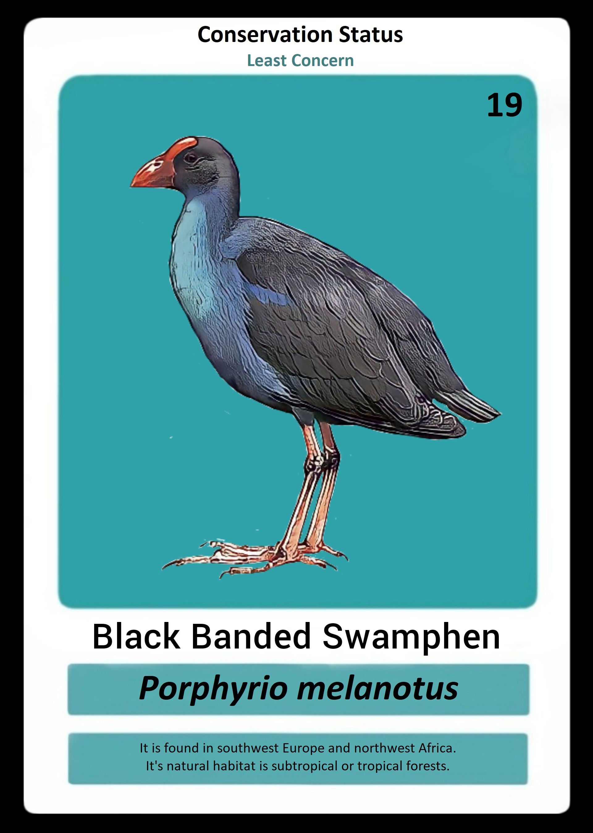 Black Banded Swamphen NFT on Algorand