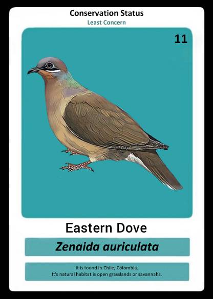 Eastern Dove