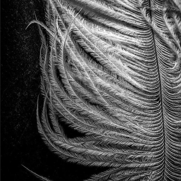 An image of Feather