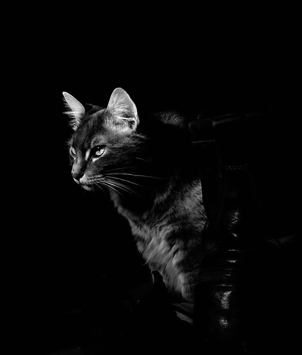 Shadow Cat 3 NFT on Algorand