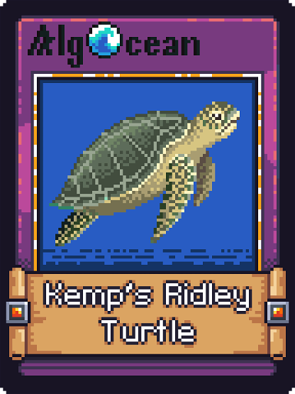 Kemps Ridley Turtle