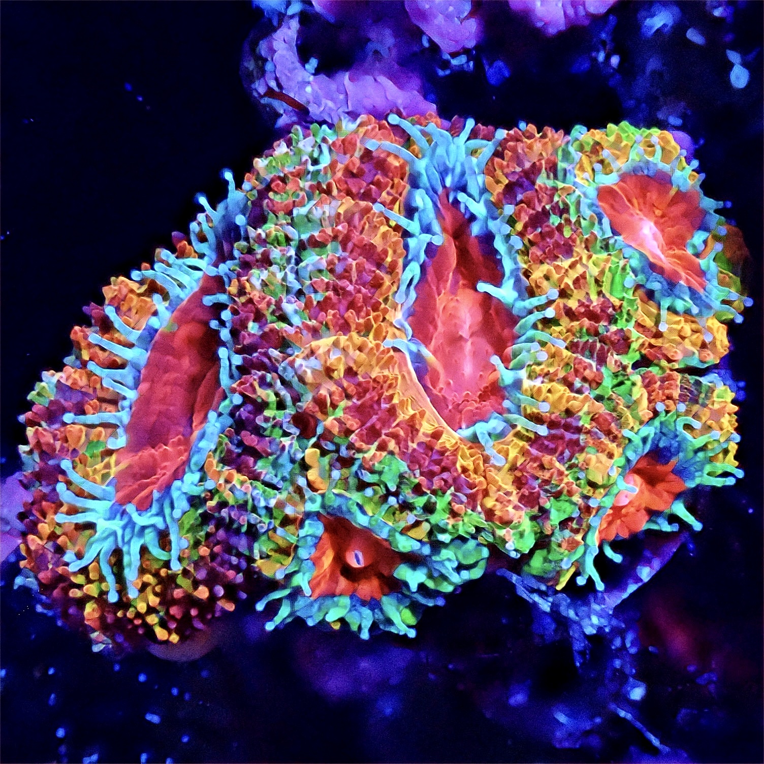 Coral Shotz #008 NFT on Algorand