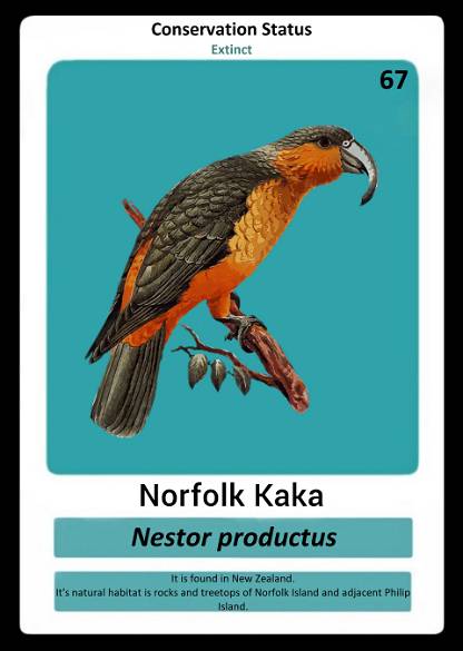 Norfolk Kaka