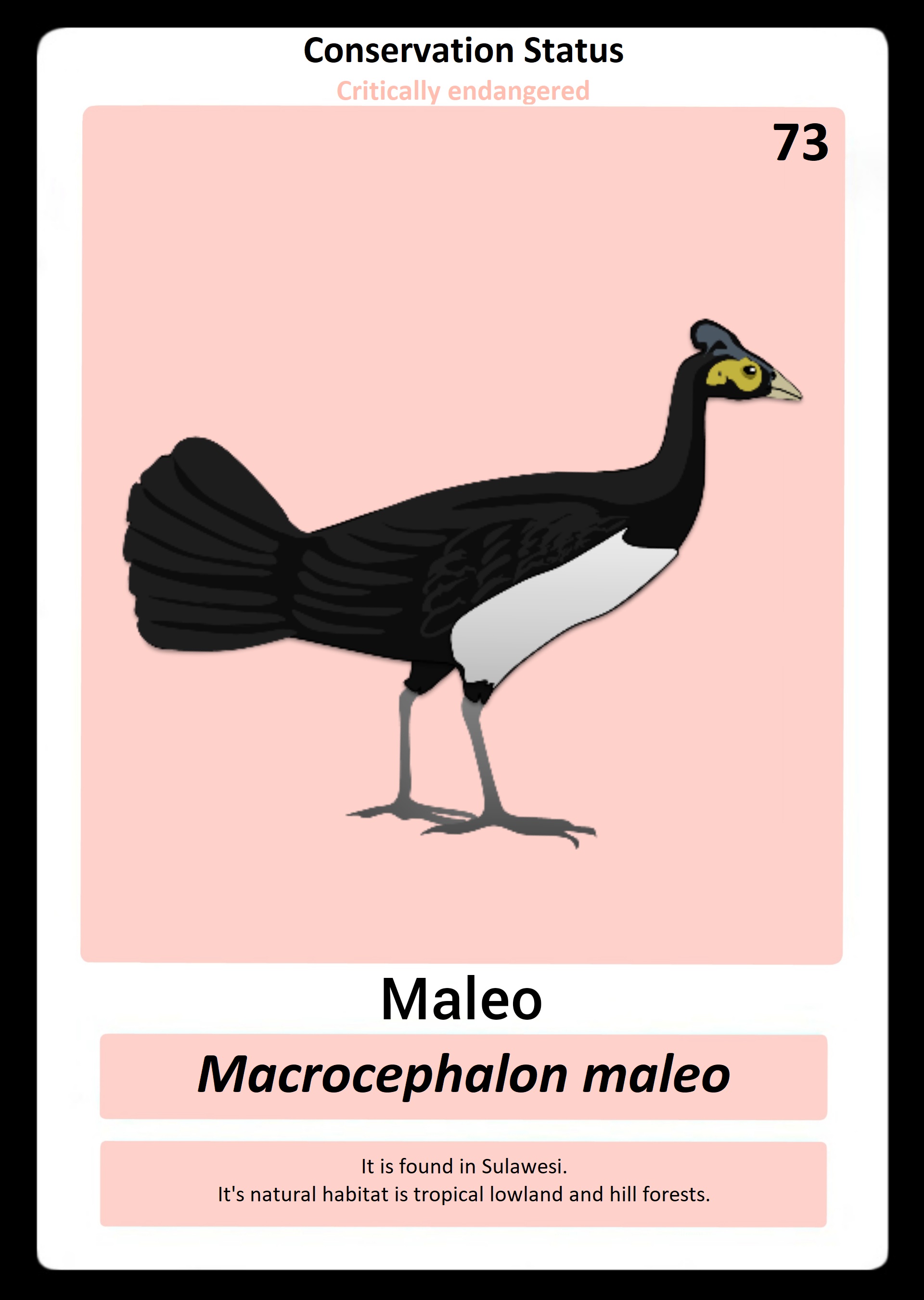 Maleo NFT on Algorand
