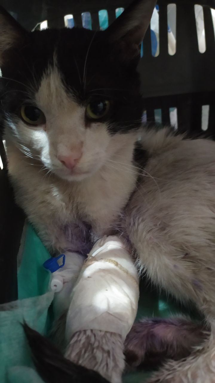 charity saving green eye cat NFT on Algorand