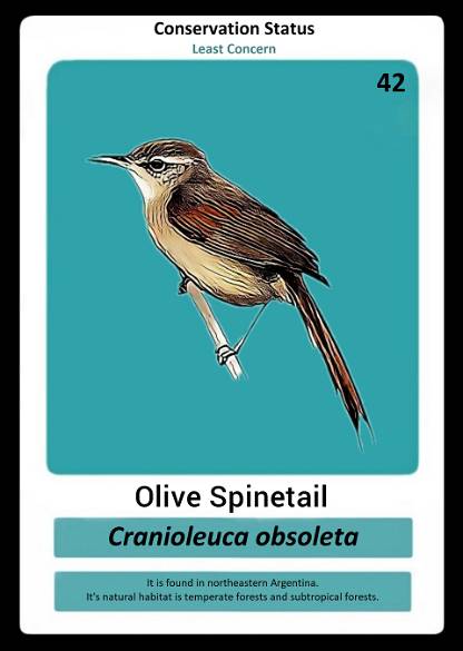Olive Spinetail
