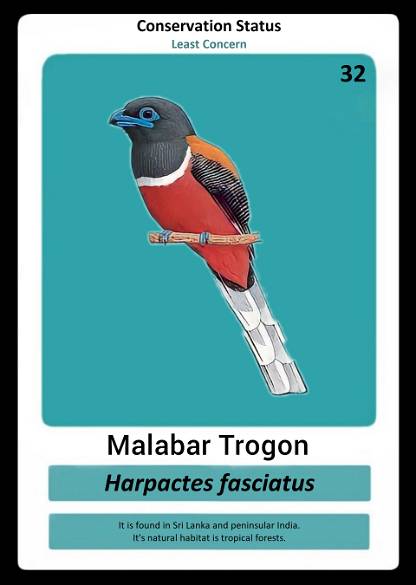 Malabar Trogon