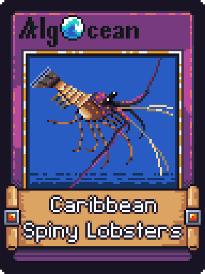 Caribbean Spiny Lobsters
