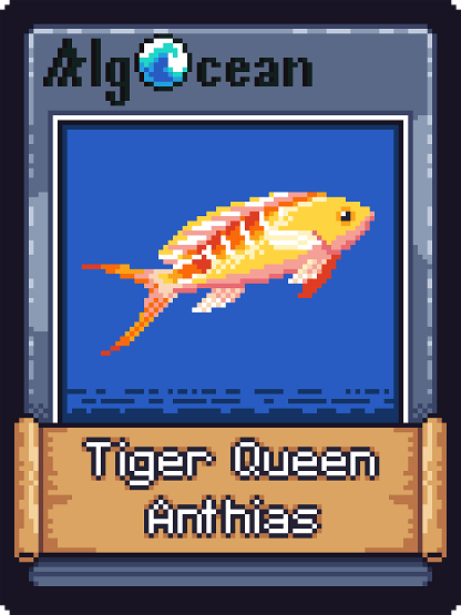 Tiger Queen Anthias