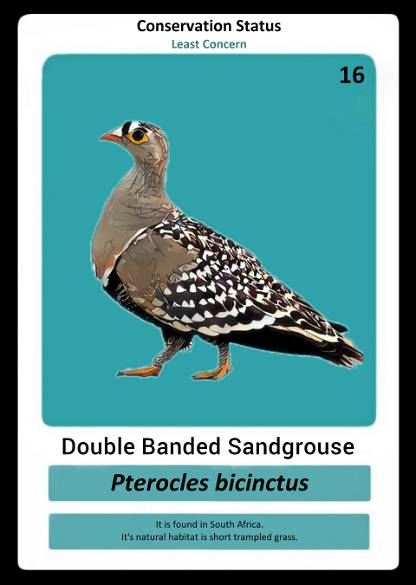Double Banded Sandgrouse