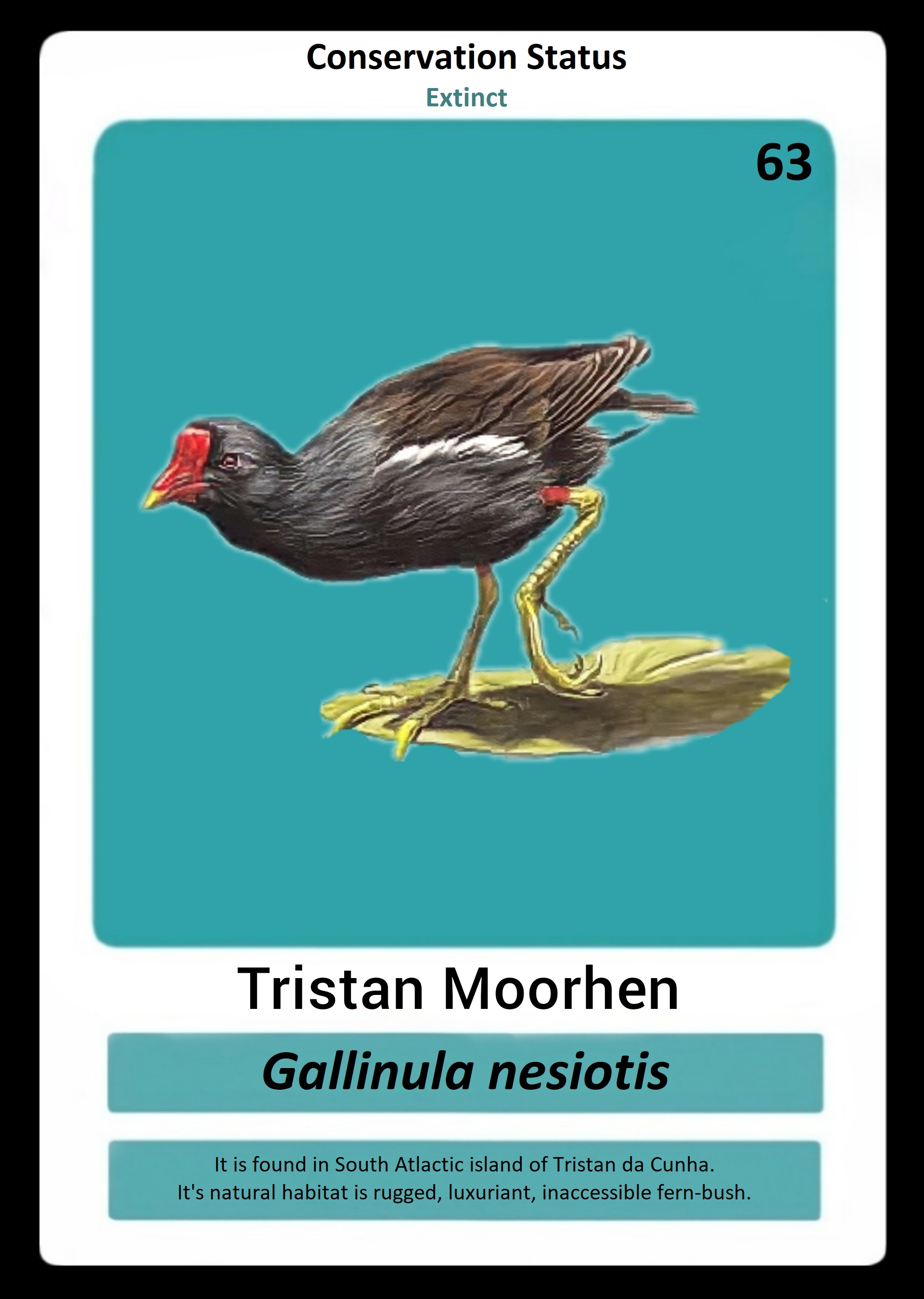 Tristan Moorhen NFT on Algorand