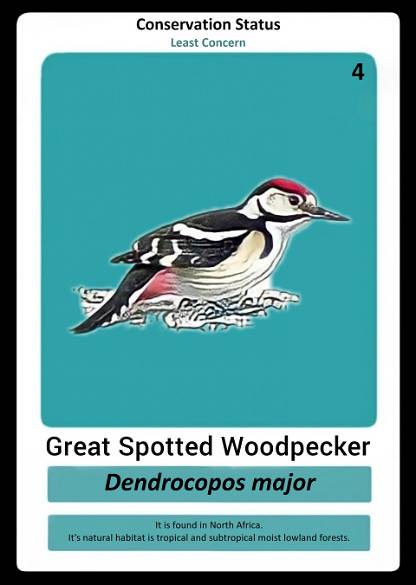 Great Spotted Woodpacker