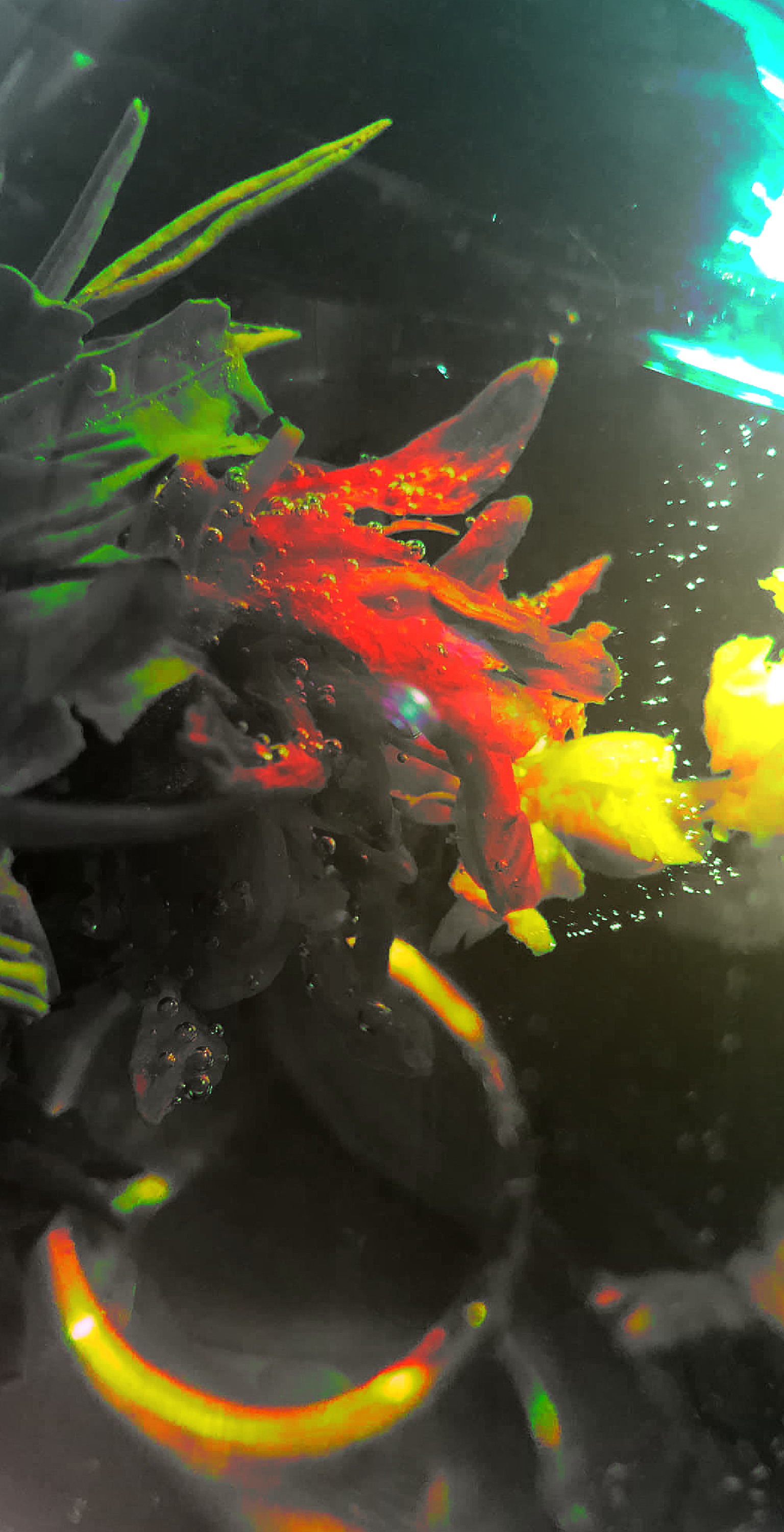 Drown NFT on Algorand