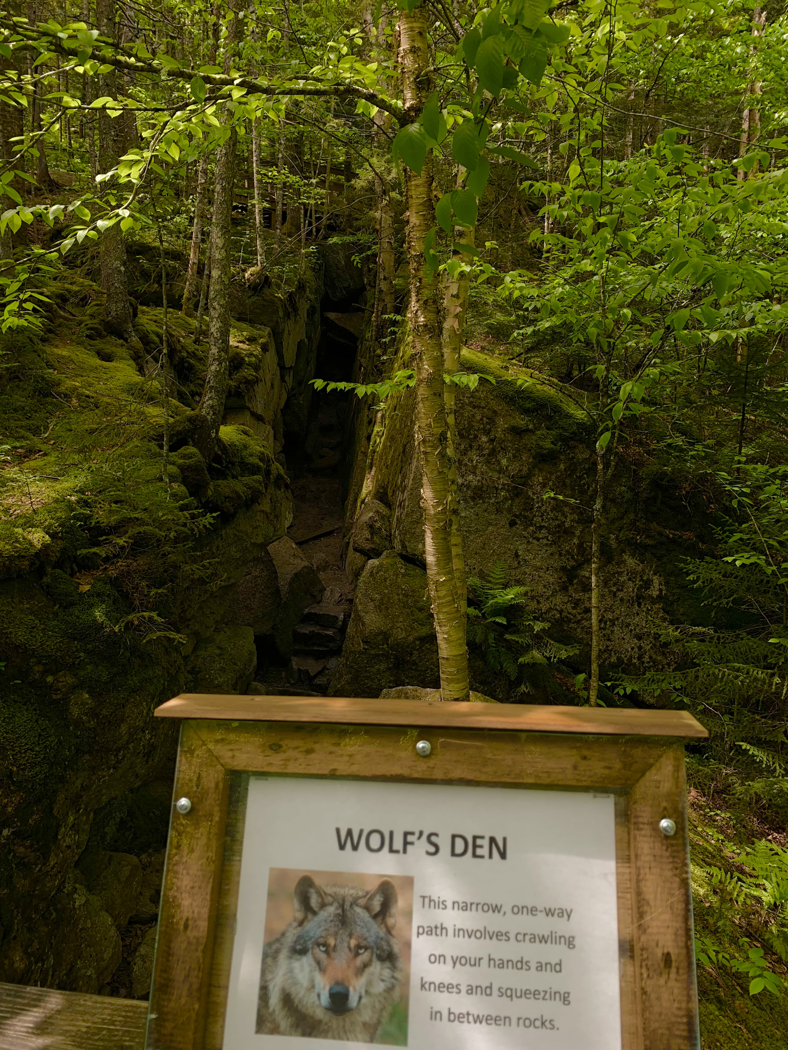 Wolf’s Den NFT on Algorand