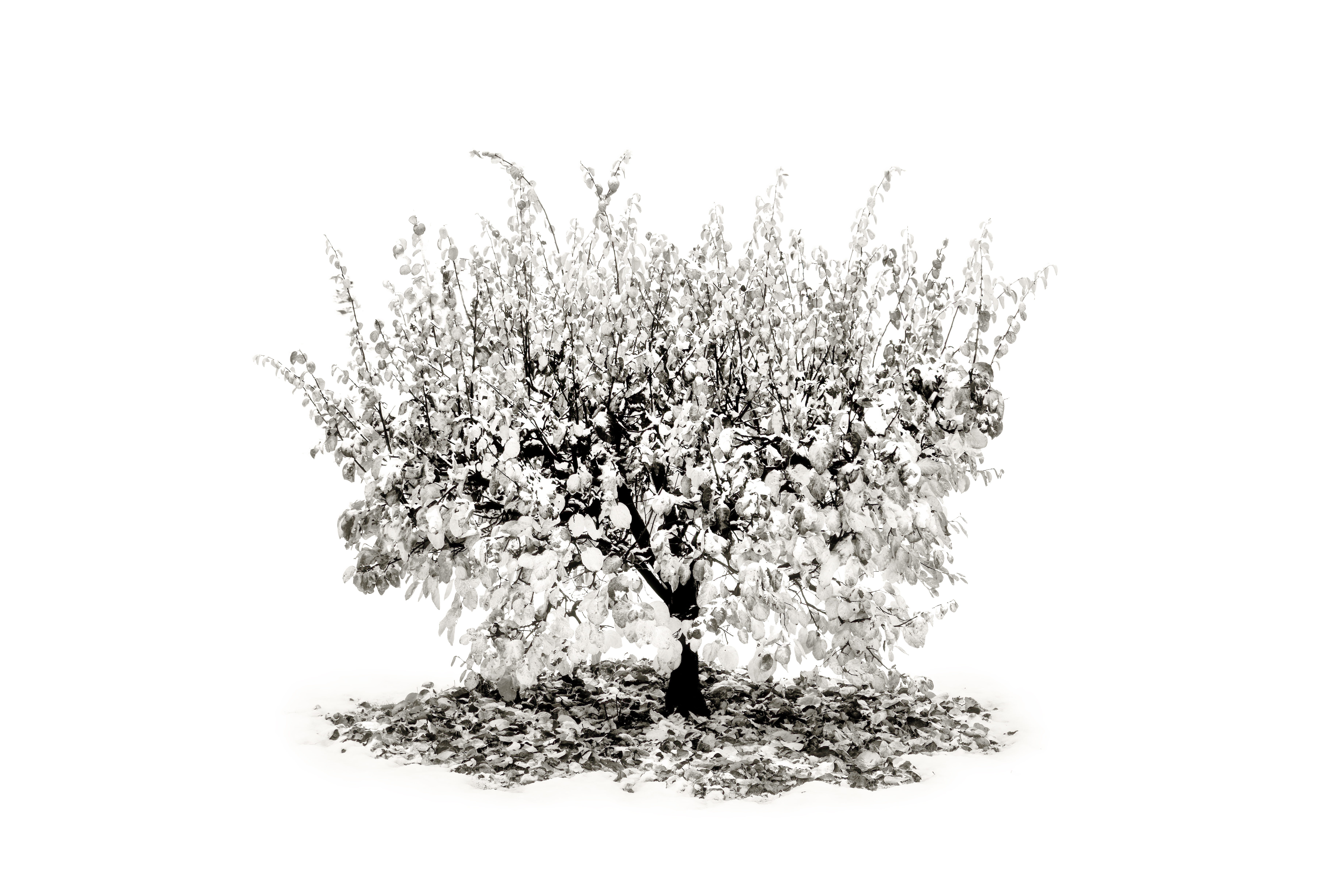 Small Tree NFT on Algorand