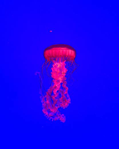 058 Jellyfish