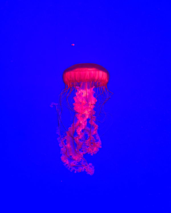 An image of 058 Jellyfish