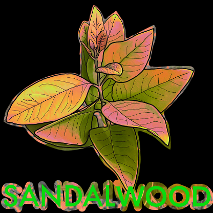 Wild_Sandalwood_02