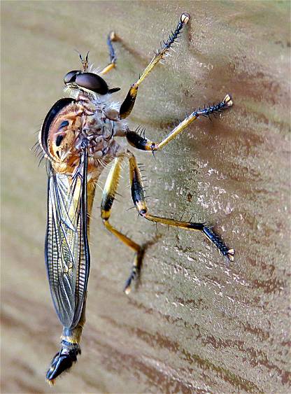Robber Fly Closeup