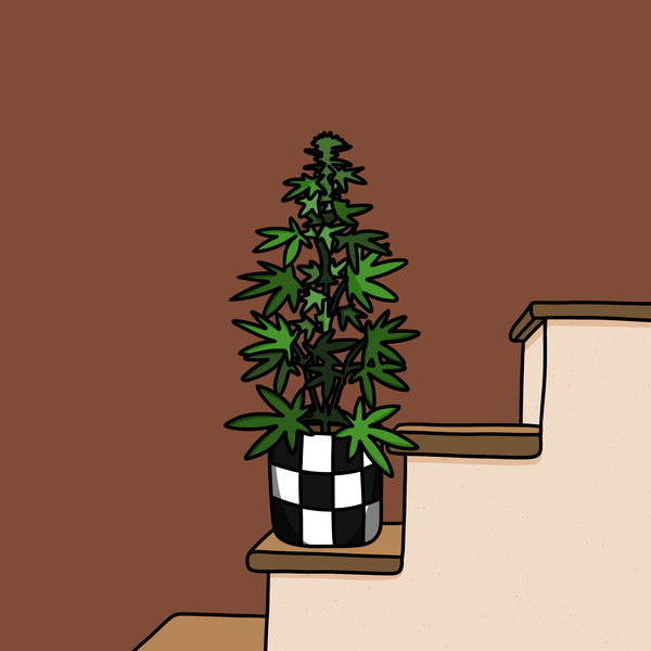 An image of Algo House Plant #0011