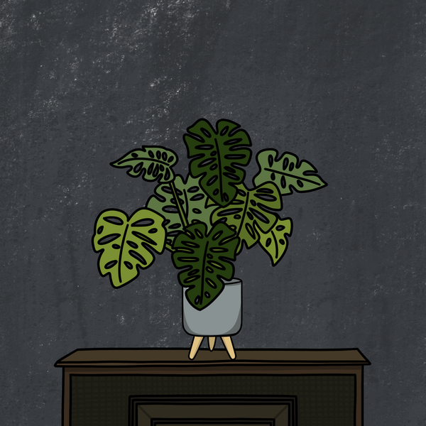 An image of Algo House Plant #0023