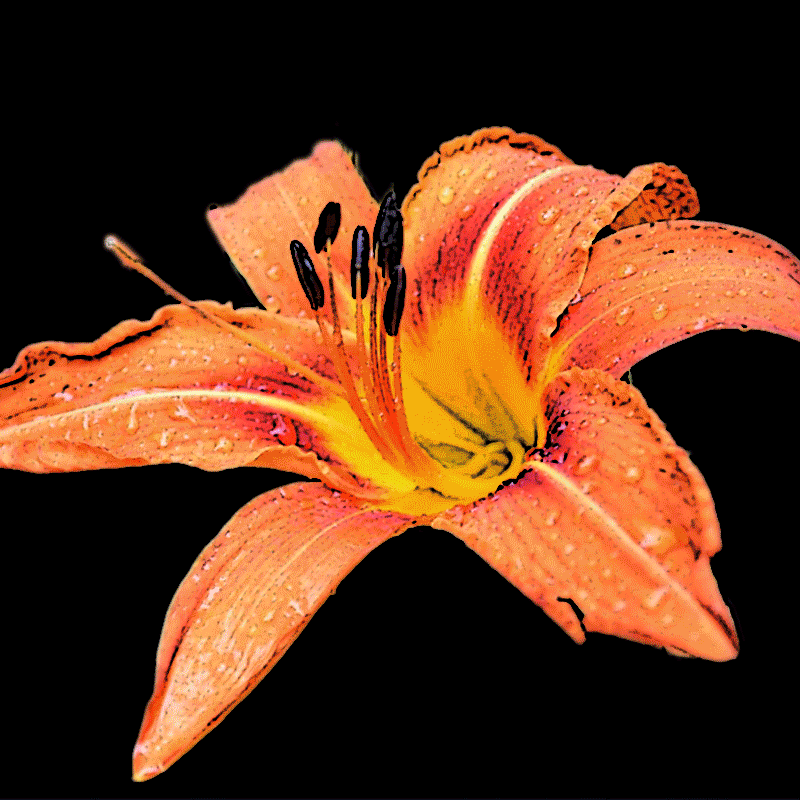 Tiger Lily icon