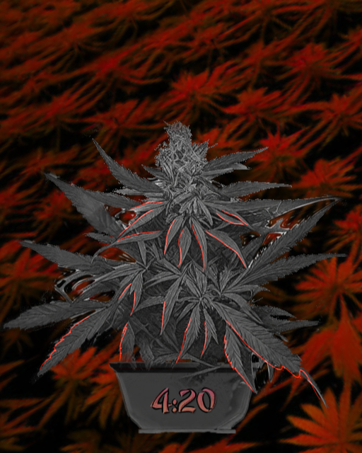 Image of Ganja Plant