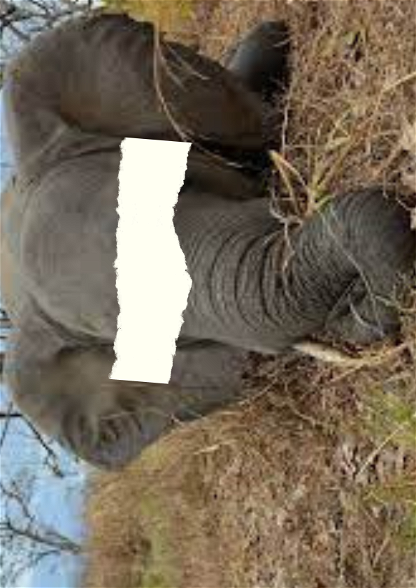 Death of a elephant