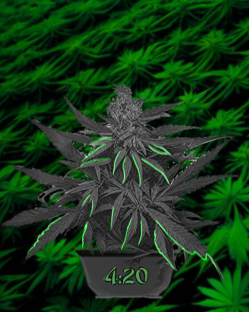 An image of Ganja Plant