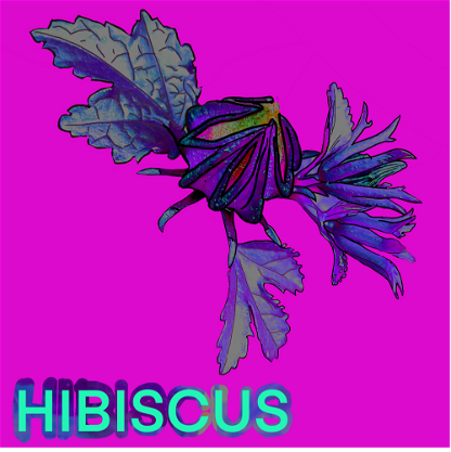 Wild_Hibiscus_03
