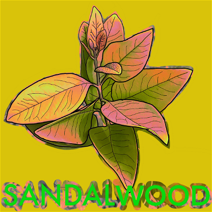 Wild_Sandalwood_01