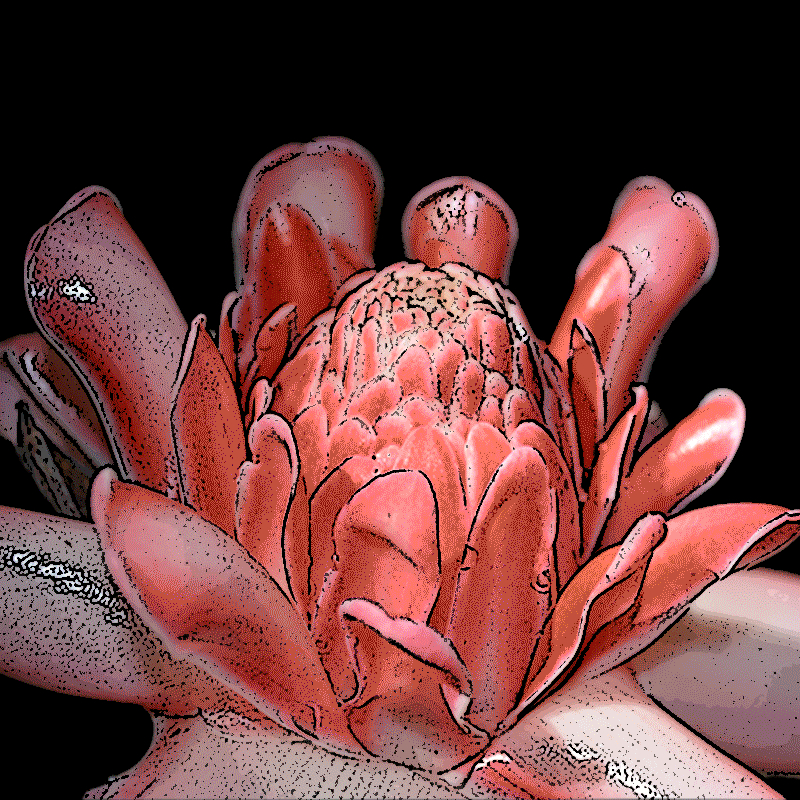 Water Lilies icon
