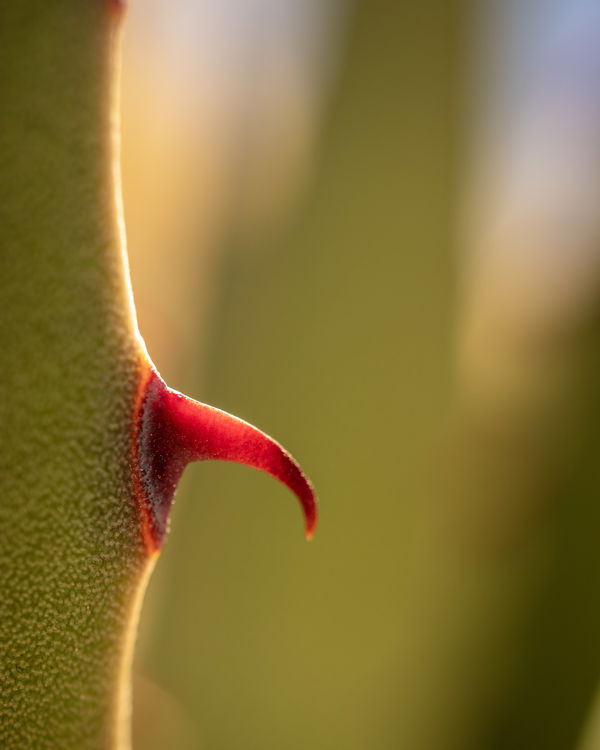 An image of Agave Palmeri