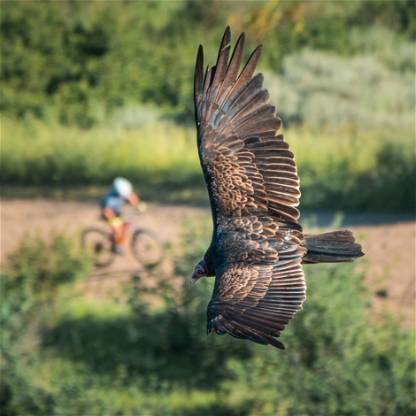 BIRDS: Turkey Vulture #1
