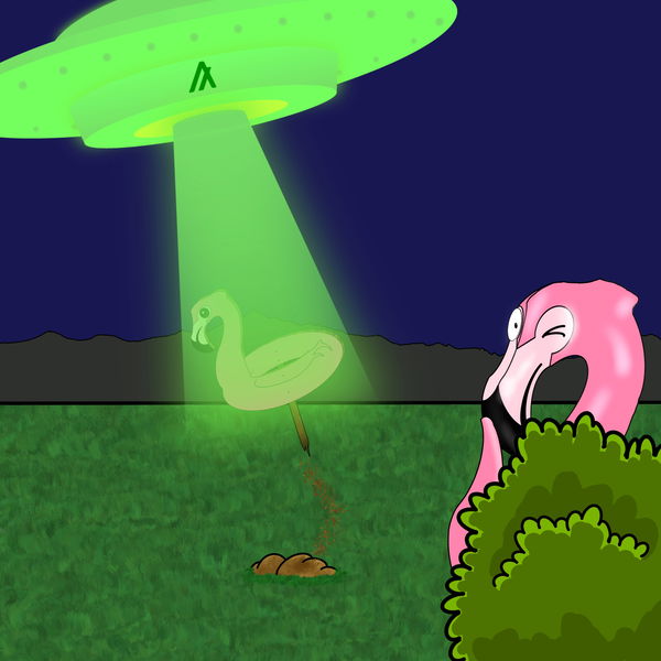 An image of Flamingo Adventures