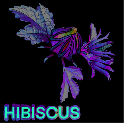 Wild_Hibiscus_04